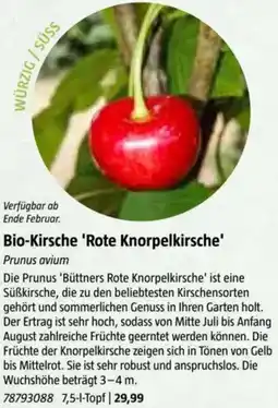 Bauhaus Bio-Kirsche 'Rote Knorpelkirsche' Prunus avium Angebot