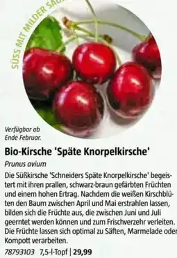 Bauhaus Bio-Kirsche 'Späte Knorpelkirsche Angebot