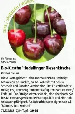 Bauhaus Bio-Kirsche 'Hedelfinger Riesenkirsche' Prunus avium Angebot