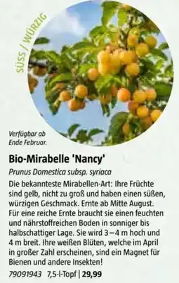 Bauhaus Bio-Mirabelle 'Nancy Angebot