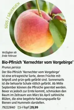 Bauhaus Bio-Pfirsich 'Kernechter vom Vorgebirge Angebot