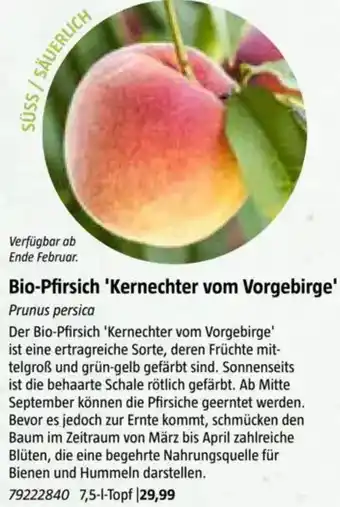 Bauhaus Bio-Pfirsich 'Kernechter vom Vorgebirge Angebot