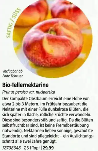 Bauhaus Bio-Tellernektarine Angebot
