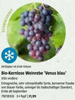 Bauhaus Bio-Kernlose Weinrebe 'Venus blau' Vitis vinifera Angebot