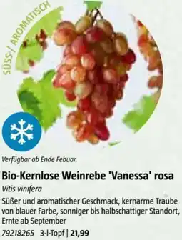 Bauhaus Bio-Kernlose Weinrebe 'Vanessa' rosa Vitis vinifera Angebot