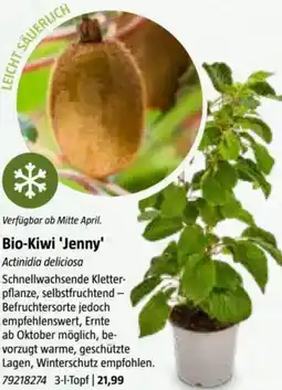 Bauhaus Bio-Kiwi 'Jenny' Actinidia deliciosa Angebot