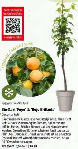 Bauhaus Bio-Kaki 'Fuyu' & 'Rojo Brillante' Diospyros kaki Angebot