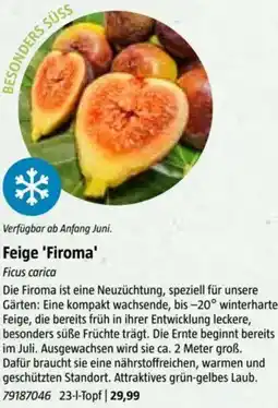 Bauhaus Feige 'Firoma Angebot