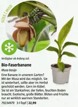 Bauhaus Bio-Faserbanane Angebot