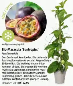 Bauhaus Bio-Maracuja 'Suntropics' Passiflora edulis Angebot