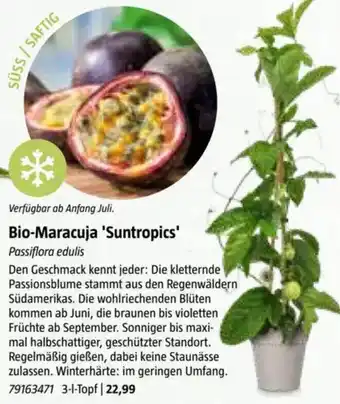 Bauhaus Bio-Maracuja 'Suntropics' Passiflora edulis Angebot