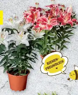 Lidl Orientalische Lilie Angebot