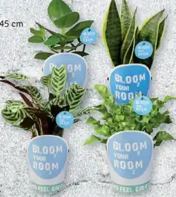 Lidl Grünpflanze Bloom Your Room Angebot