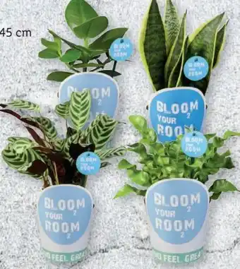 Lidl Grünpflanze Bloom Your Room Angebot