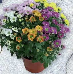 Lidl Chrysanthemen Elle Fleur Angebot