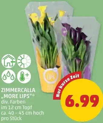 PENNY Zimmercalla Angebot