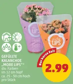 PENNY Gefüllte kalanchoe Angebot
