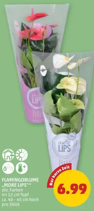 PENNY Flamingoblume Angebot