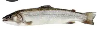 Transgourmet Holzinger Fisch Bachsaibling Angebot