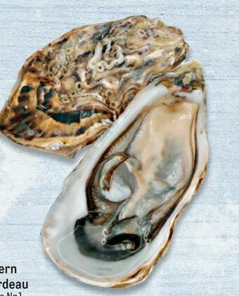 Metro Gillardeau Austern Angebot