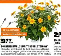 OBI Sonnenblume sufinity double yellow Angebot