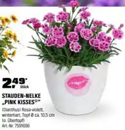 OBI Stauden-nelke pink kisses Angebot