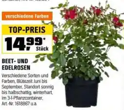 OBI Beet- und edelrosen Angebot