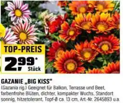 OBI Gazanie big kiss Angebot