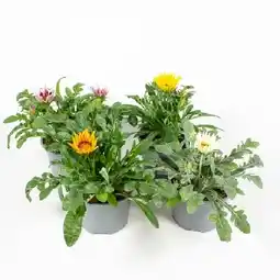 OBI Gazanie Big Kiss Farbmix Topf-Ø ca. 13 cm Gazania rigens OBI Angebot