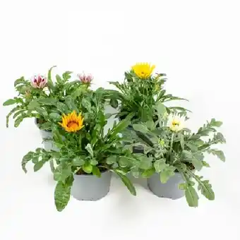 OBI Gazanie Big Kiss Farbmix Topf-Ø ca. 13 cm Gazania rigens OBI Angebot