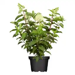 OBI Rispenhortensie-Mix Höhe ca. 30 - 40 cm Topf ca. 5 l Hydrangea paniculata OBI Angebot