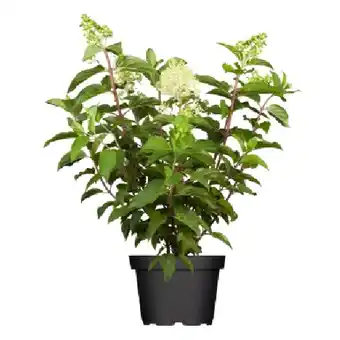 OBI Rispenhortensie-Mix Höhe ca. 30 - 40 cm Topf ca. 5 l Hydrangea paniculata OBI Angebot