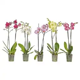 OBI Schmetterlingsorchidee 2-Trieber Topf-Ø ca. 12 cm Phalaenopsis OBI Angebot