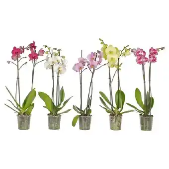 OBI Schmetterlingsorchidee 2-Trieber Topf-Ø ca. 12 cm Phalaenopsis OBI Angebot