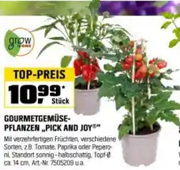 OBI Gourmetgemüse- pflanzen pick and joy Angebot
