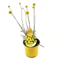 OBI Trommelstöckchen Topf-Ø ca. 13 cm Craspedia globosa OBI Angebot