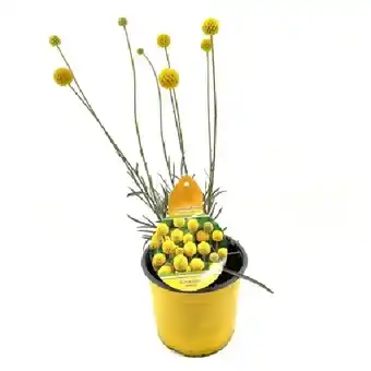OBI Trommelstöckchen Topf-Ø ca. 13 cm Craspedia globosa OBI Angebot