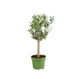 Lidl Olivenstämmchen Lidl Angebot