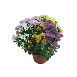Lidl Chrysantheme `Elle Fleur´ Verschiedene Blütenfarben Lidl Angebot