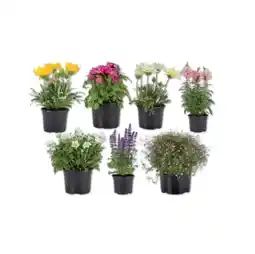 Lidl Sommerblüher/Staude versch. Arten und Blütenfarben Lidl Angebot