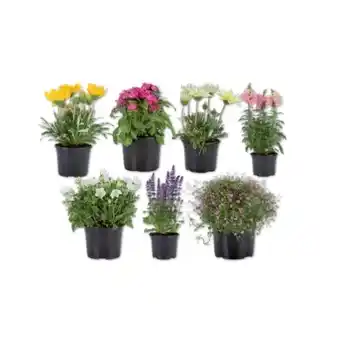 Lidl Sommerblüher/Staude versch. Arten und Blütenfarben Lidl Angebot