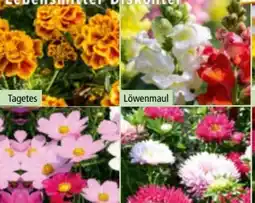 Norma Sommer-Jungpflanzen Angebot