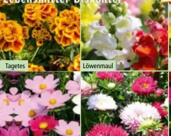 Norma Sommer-Jungpflanzen Angebot
