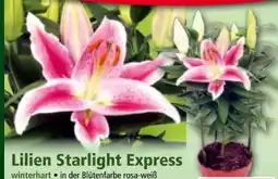 Norma Lilien Starlight Express Angebot