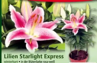 Norma Lilien Starlight Express Angebot