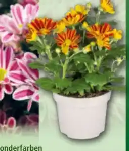 Norma Chrysantheme Angebot