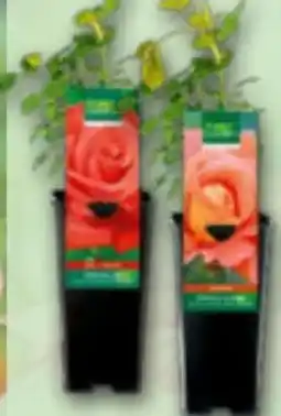 Norma Finest Garden Freiland Rose Angebot