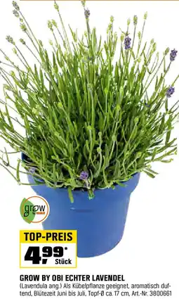OBI Grow by obi echter lavendel Angebot