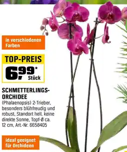 OBI Schmetterlings orchidee Angebot