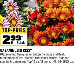 OBI Gazanie big kiss Angebot